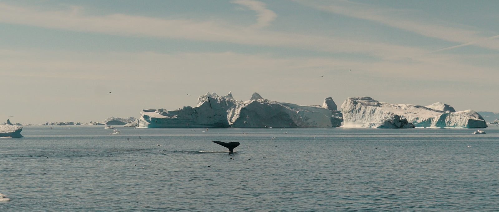 Observation des baleines lors d'une expédition au Groenland